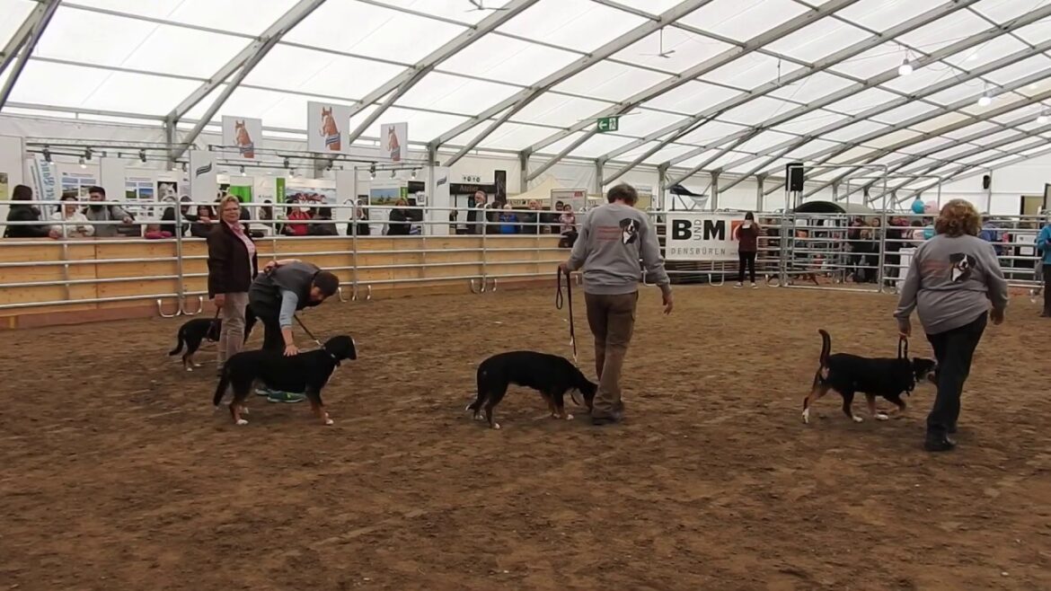エントレブッハー・キャトル・ドッグ Entlebucher Sennenhund 2019 0503