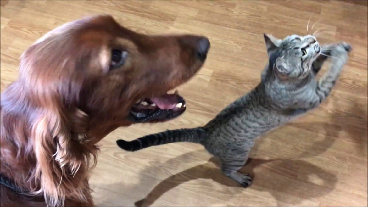 【大型犬と猫】猫じゃらしで遊ぶアイリッシュセターと子猫 Irish setter and cat  playing with toys together