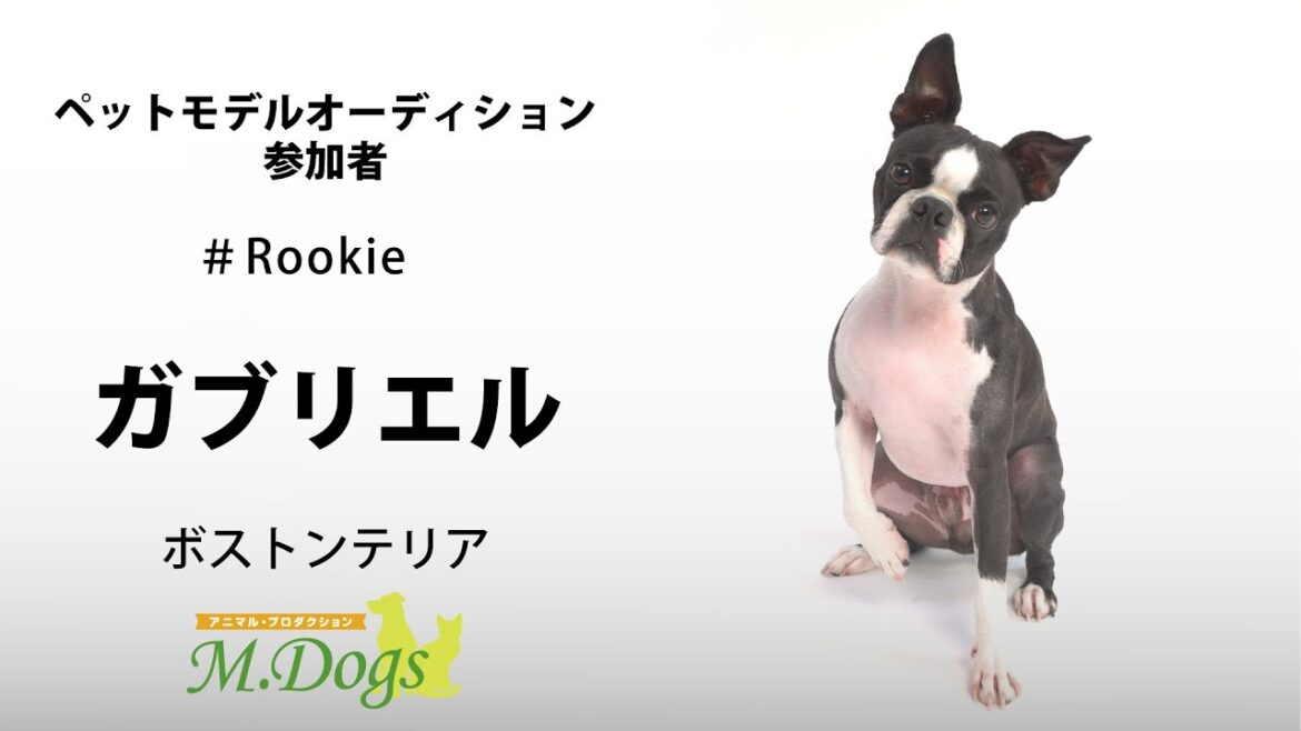 ペットモデル 宣材写真撮影会 #Rookie 「ガブリエル」ボストンテリア