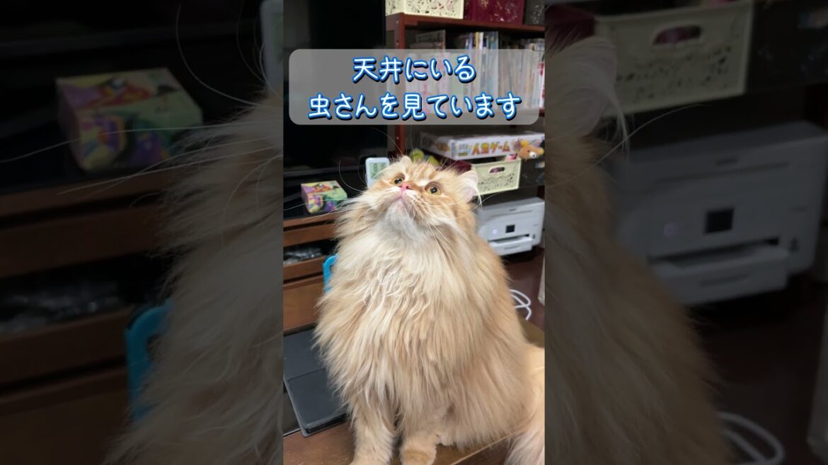 【サイベリアン】まるで上を向くモフモフの置物だ #shorts