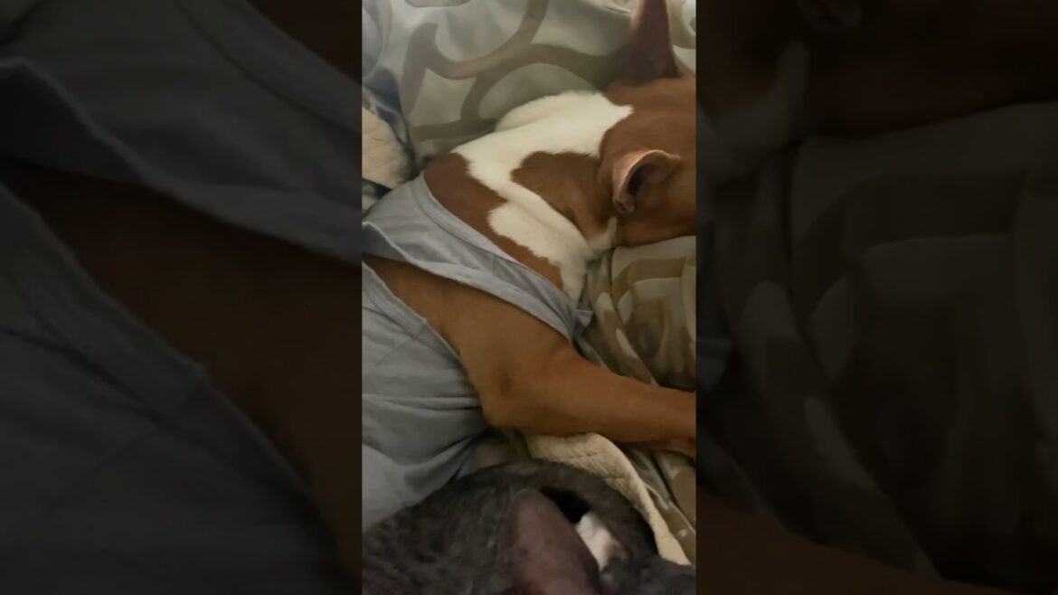 it happens 🤓 bull terrier, cornish rex and rabbit dachshund