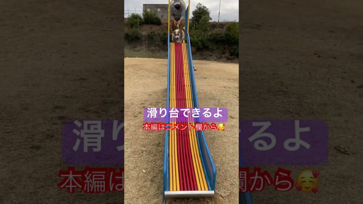 愛犬に滑り台教えたら爆笑！#shorts #ジャックラッセルテリア  #遊び