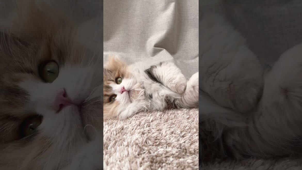 カーテンからはみ出してる猫ちゃん #shorts #ミヌエット #ペット