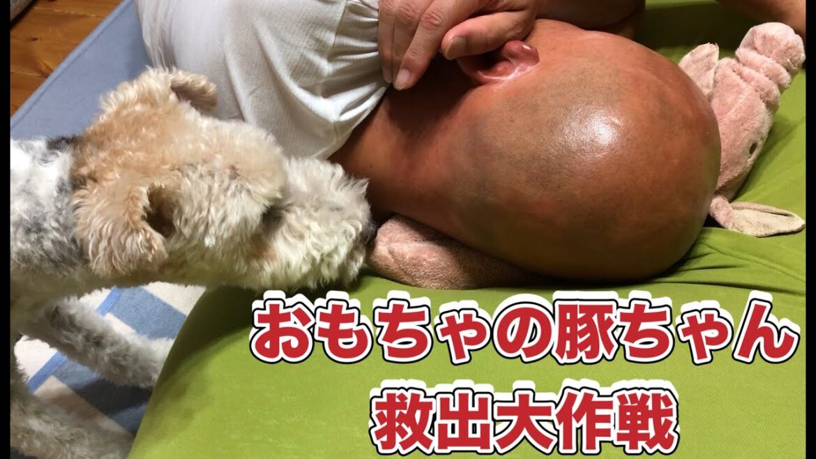 ワイヤーフォックステリアのミッシェル君　【ボクのおもちゃ、豚ちゃん救出大作戦】