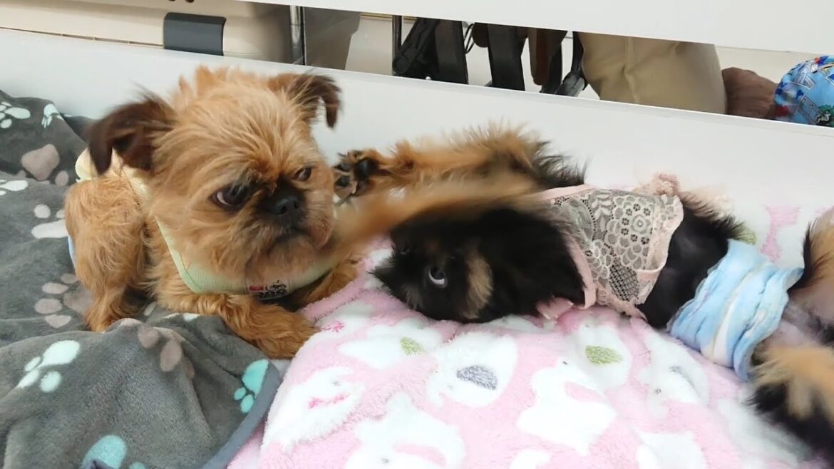 ブリュッセルグリフォンにちょっかいを出すベルジアングリフォン　🐶ひみつきちなう！②🐶  2023年6月13日