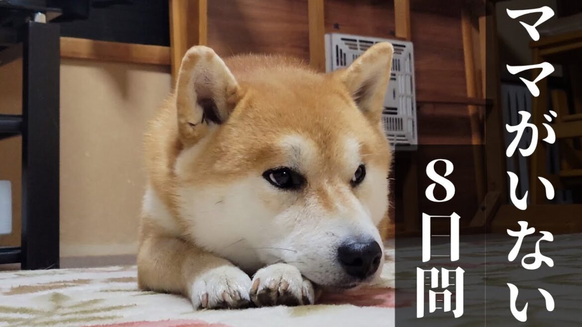 柴犬をお迎えしてから初めて過ごす、ママがいなくなった8日間。