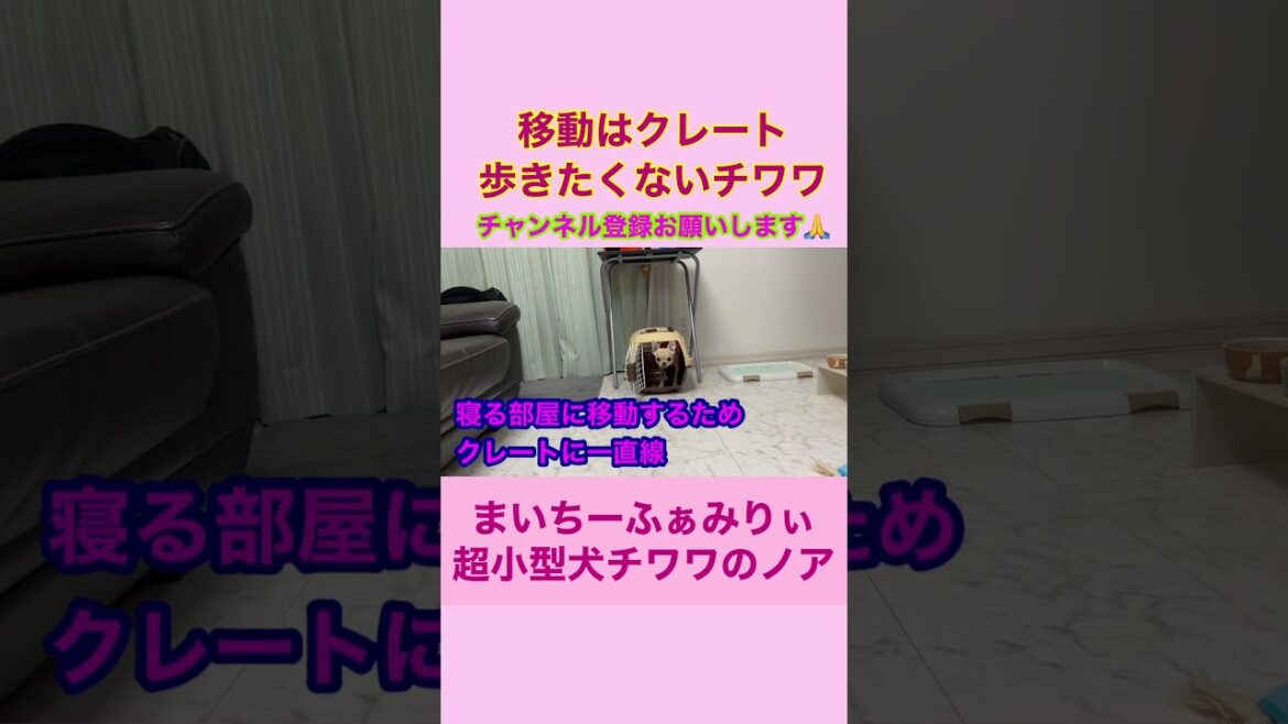 移動はクレートで運んで欲しい『チワワのノア』ねんねする？と聞くとクレートに入り待機します #shorts #chihuahua #かわいい犬