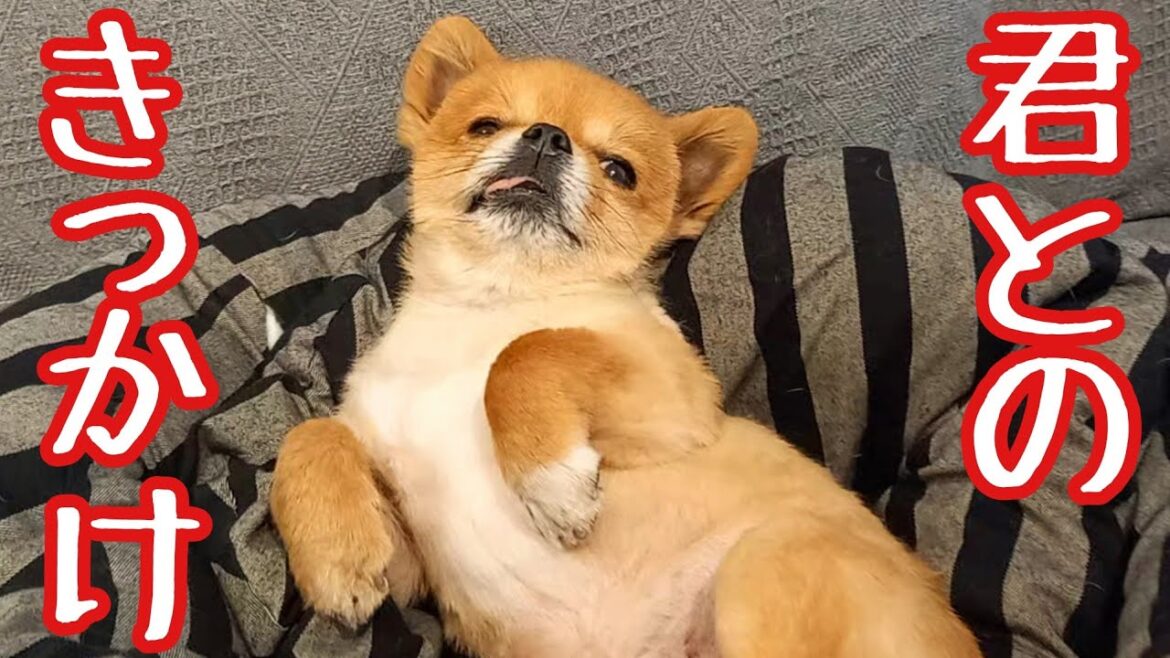 パグとチワワの家族！チワワを飼ったきっかけは？