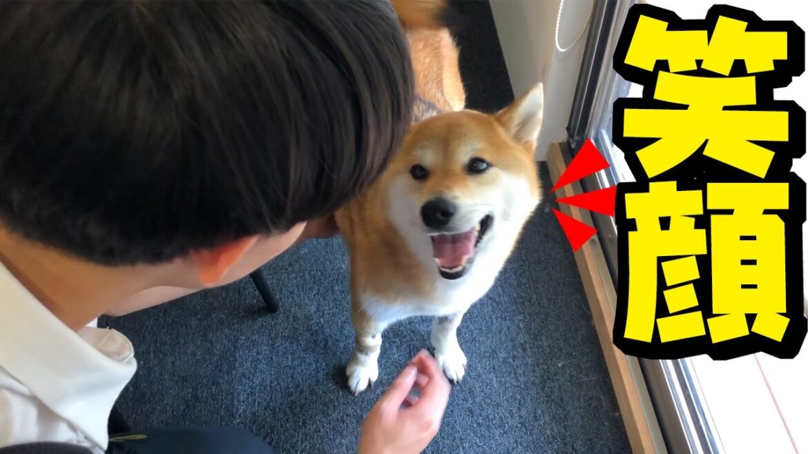 ［闘病65日目］心配して帰宅したお兄ちゃんを笑顔で迎えるこまめ