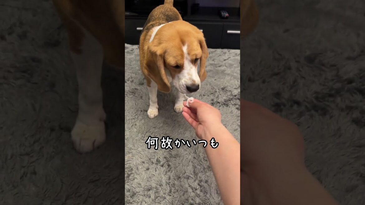 食いしん坊なのに いつも少しだけ残す犬　#shorts