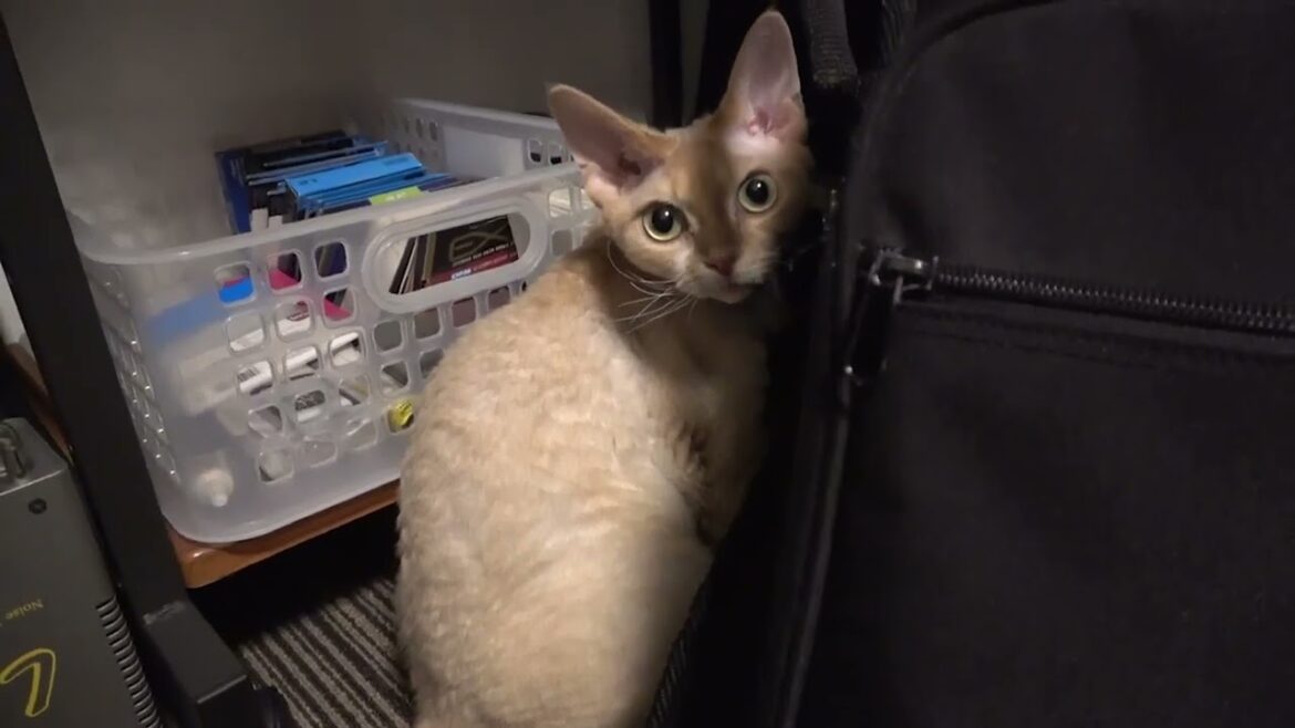 デボンレックス猫はギター部屋が好き(Devon Rex cat likes our guitar room)