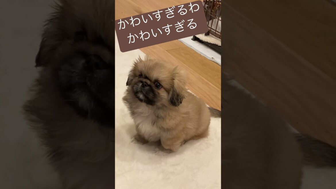 かわいくてごめんよ〜