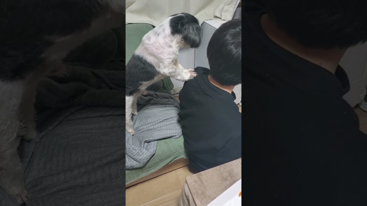 飼い主の頭を叩くシーズー #shihtzu #shorts #dog