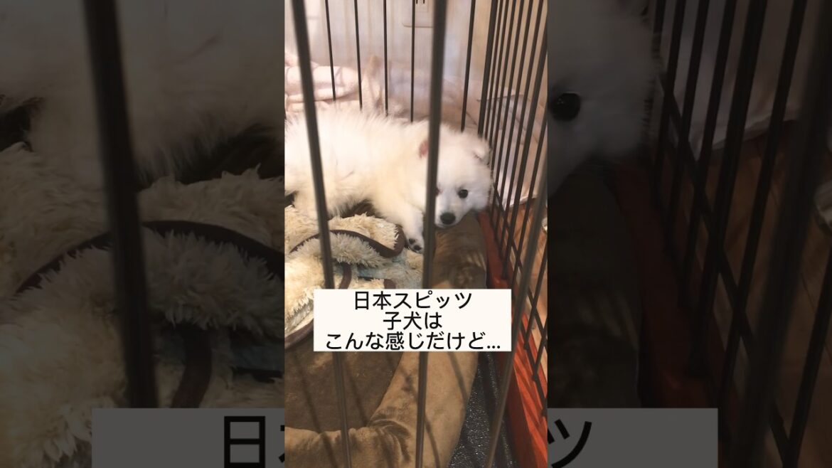日本スピッツが仔犬から大人になるまで　#日本スピッツ #dog #shorts #子犬