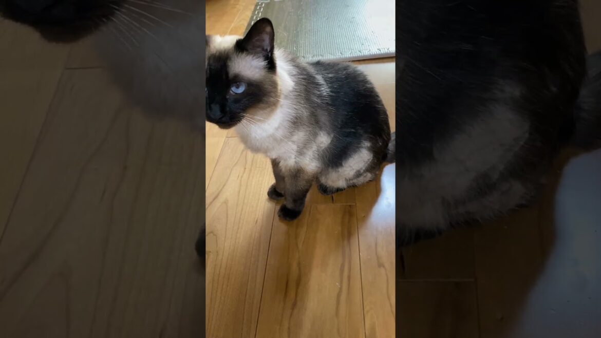 【2023.06.09】今日のシャム猫のふくさん（音無し）【たぬき猫】 #shorts 毛色が黒くなってきた