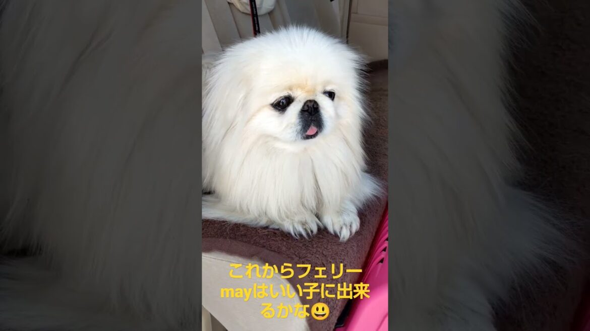 幸せの白いペキニーズ    #Shorts