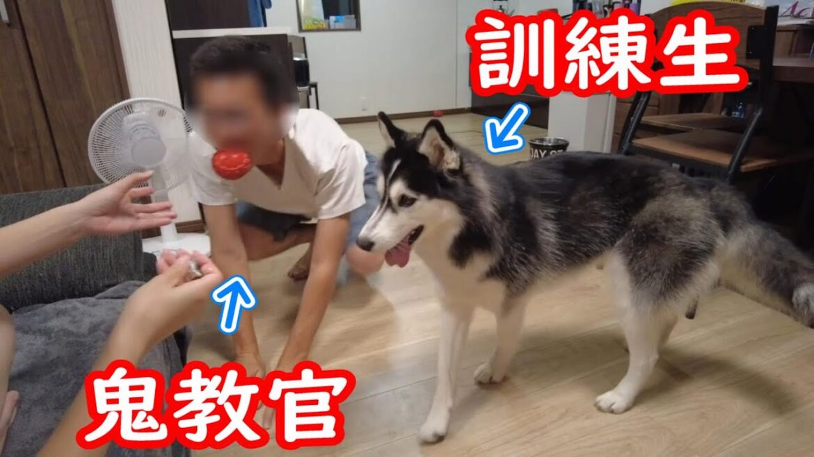 【特訓】ボール遊びが下手くそなハスキー犬に遊び方を本気で教えてみた