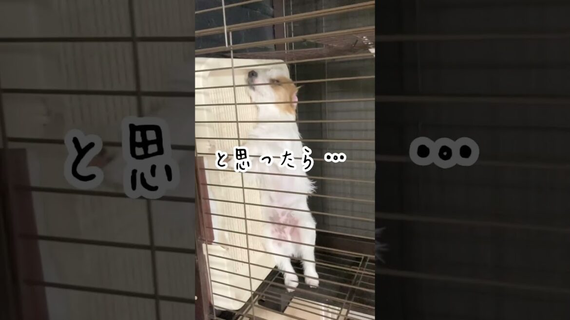 罠にかかった犬#shorts #ジャックラッセルテリア #dog