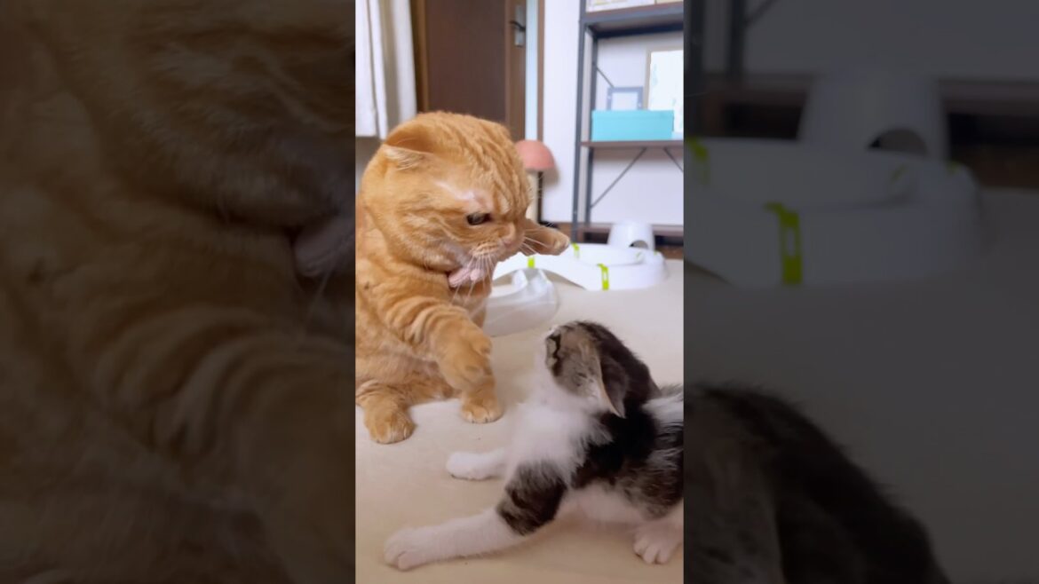 初めて子猫と短足猫の喧嘩が可愛すぎたwww【預かり保護猫】