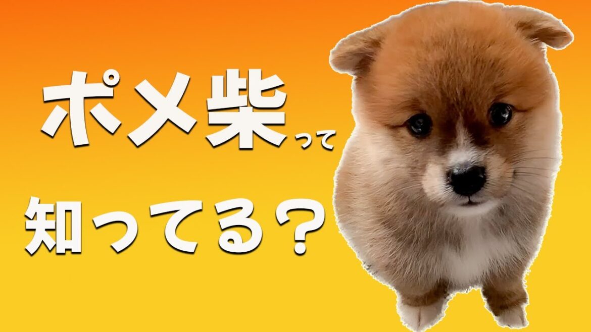 柴犬？いやなんか違う。一目でわからないポメ柴知ってますか？