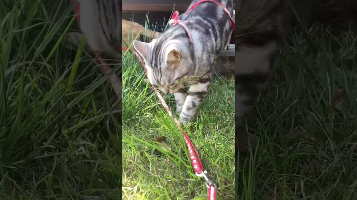 散歩行くぜ 食べ放題 猫草 アメリカンショートヘアー たろう cat