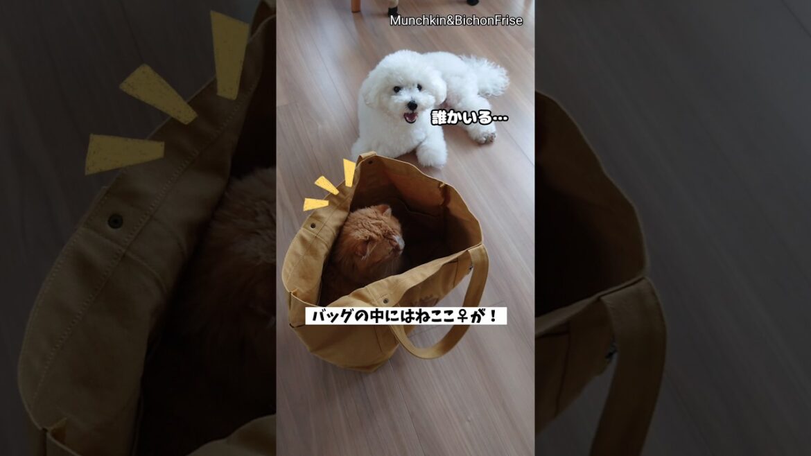【マンチカン＆ビションフリーゼ】自分のお出かけバッグに猫が入り込んでいて出掛けられない犬 【犬と猫、両方飼ってると毎日かわいい♥】