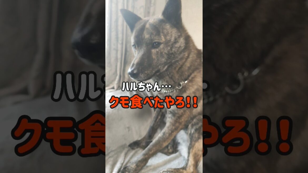 【甲斐犬 mix ハル】クモを食べて 注意される犬🐶