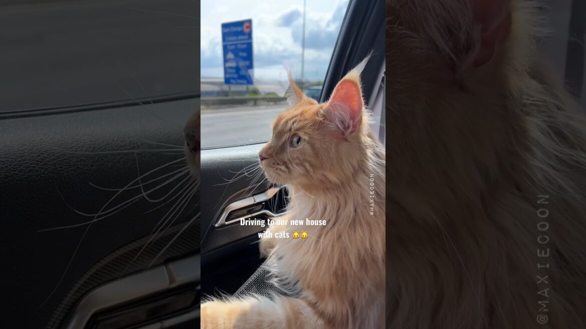 Moving adventures with cats 🐱🚗📦 Foxie’s 3rd moving 🧡 & Maxie’s 6th 🙀 #mainecoon #lifewithcats