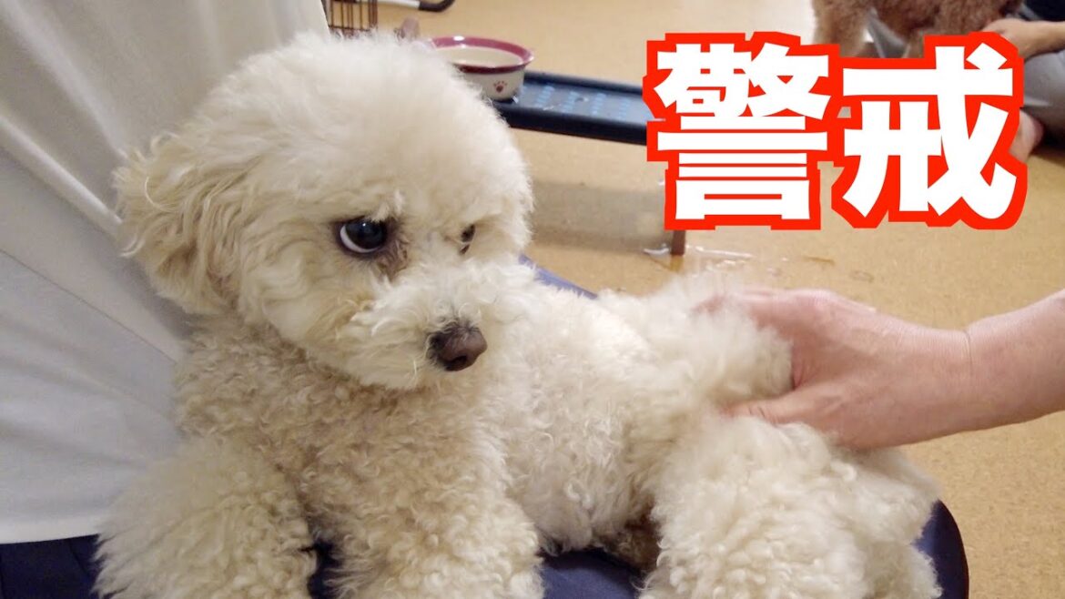 初めて会うジィジと久々のバァバ達に警戒モードだった妹犬は結果こうなりました
