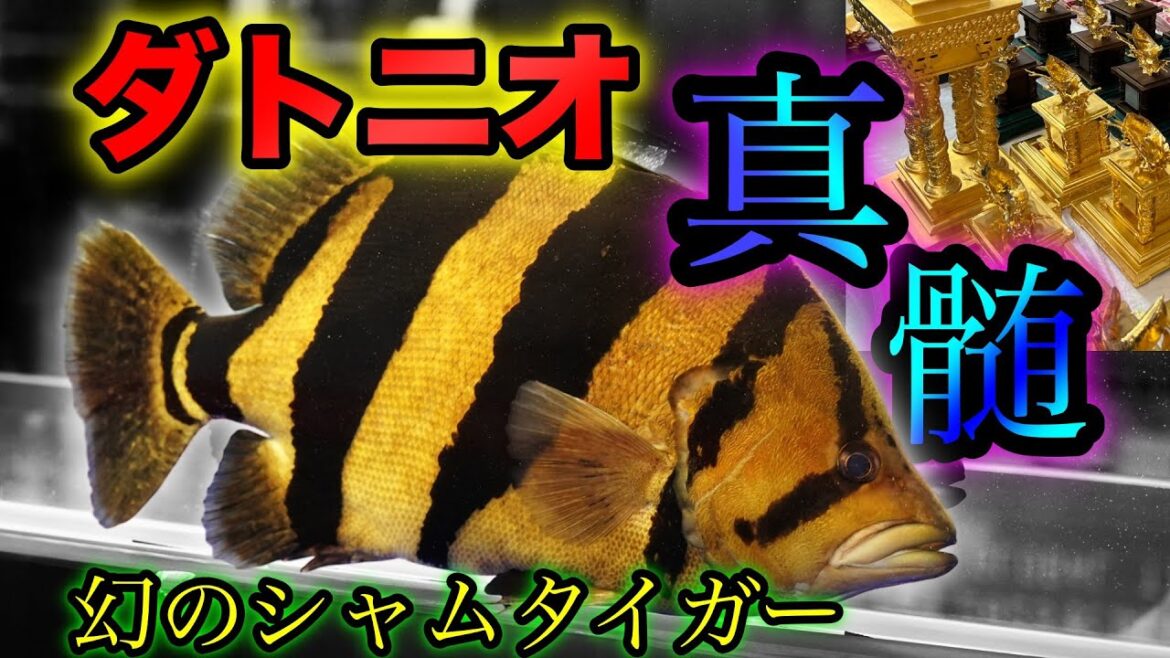『ダトニオ大特集』㊙️お得情報あり！幻のシャムタイガー連発　最高峰プラスワン　世界最高峰の熱帯魚コンテスト　アクアリウム
