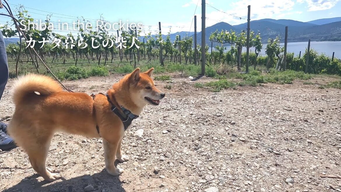 絶景のブドウ畑の散歩が素敵すぎて、自分が拗ねていたことを忘れる柴犬ナラ【ワイナリー巡りの旅：後編】