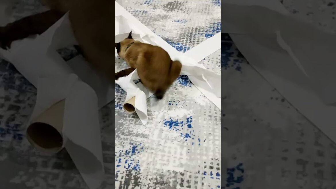 Kuyruksuz Kedi Görmüş Müydünüz? ÇOK İLGİNÇ KEDİ! Manx Sendromu #shorts