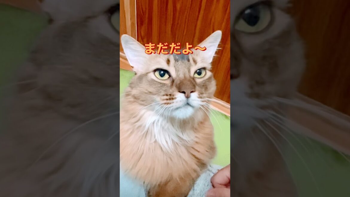 ソマリのアビーは超甘えん坊。そんなアビーの訴えをアップします。