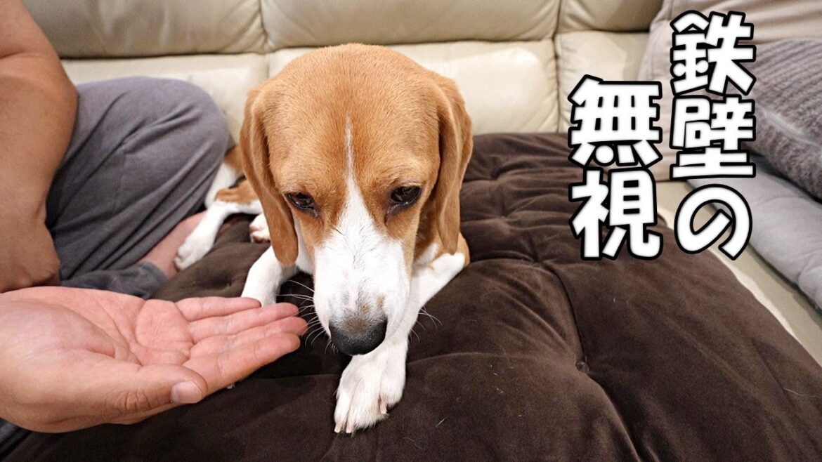 オヤツの”あるなし”でこんなにも態度が違うビーグル犬