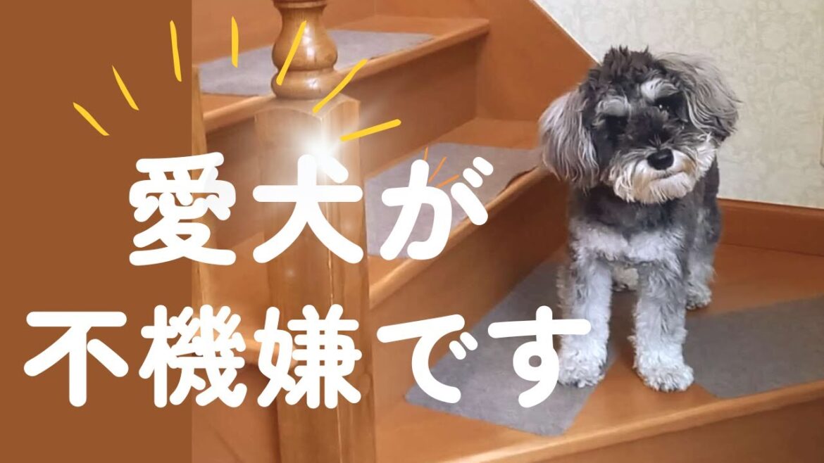 愛犬の怒り爆発！その訳は・・？