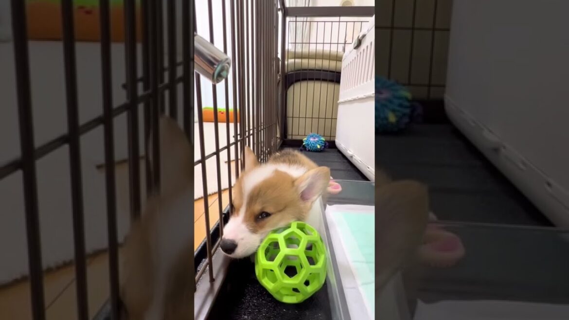 コーギー子犬があなたを励まします！