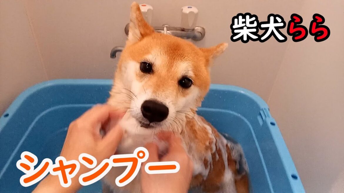 シャンプー