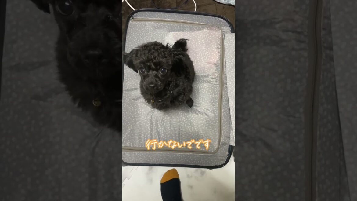 【ペキプー】スーツケースで座り込み【トイプードル×ペキニーズ】 #shorts