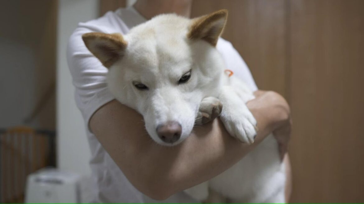 寂しそうにしていた柴犬を抱っこしたらこんな風に甘えてきてくれました！