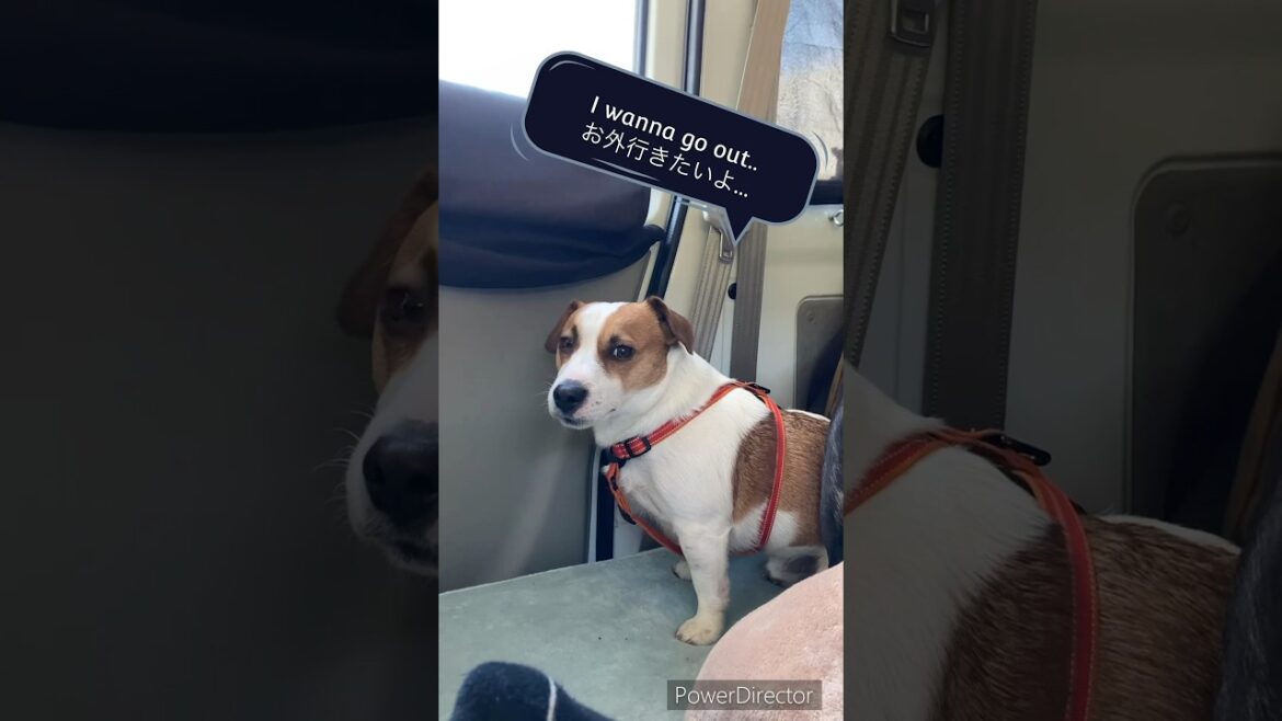 泣く愛犬  外へ行きたい懇願が可愛すぎるジャックラッセルテリア　jack russell terrier saying “let me out…plz “  #shorts