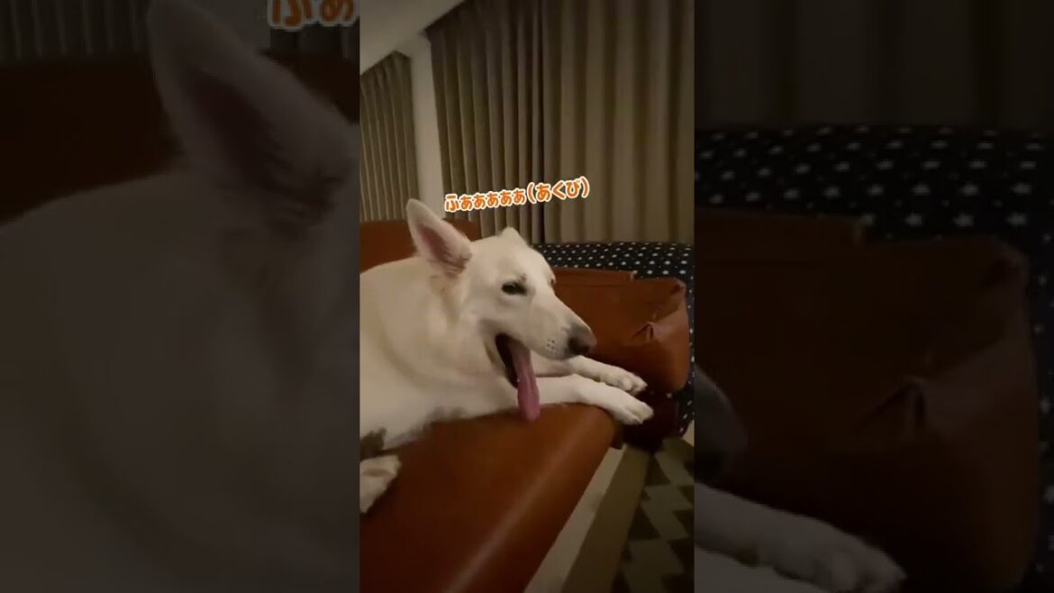 ホワイトシェパードのれお。寝る用意は自分からします。トントンお願いします。#shorts