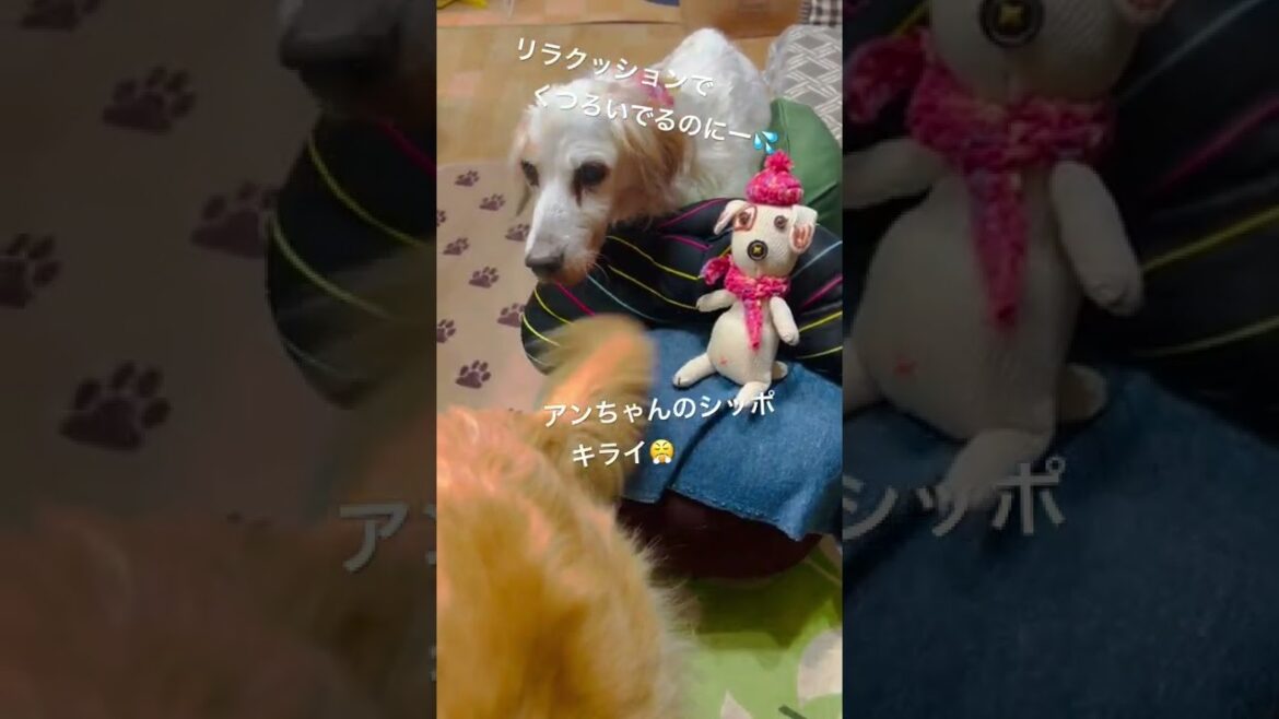 シニア犬の寛ぎタイムを邪魔する大っきなシッポ🤣 【イングリッシュ・セッター】【ゴールデンレトリバー 】