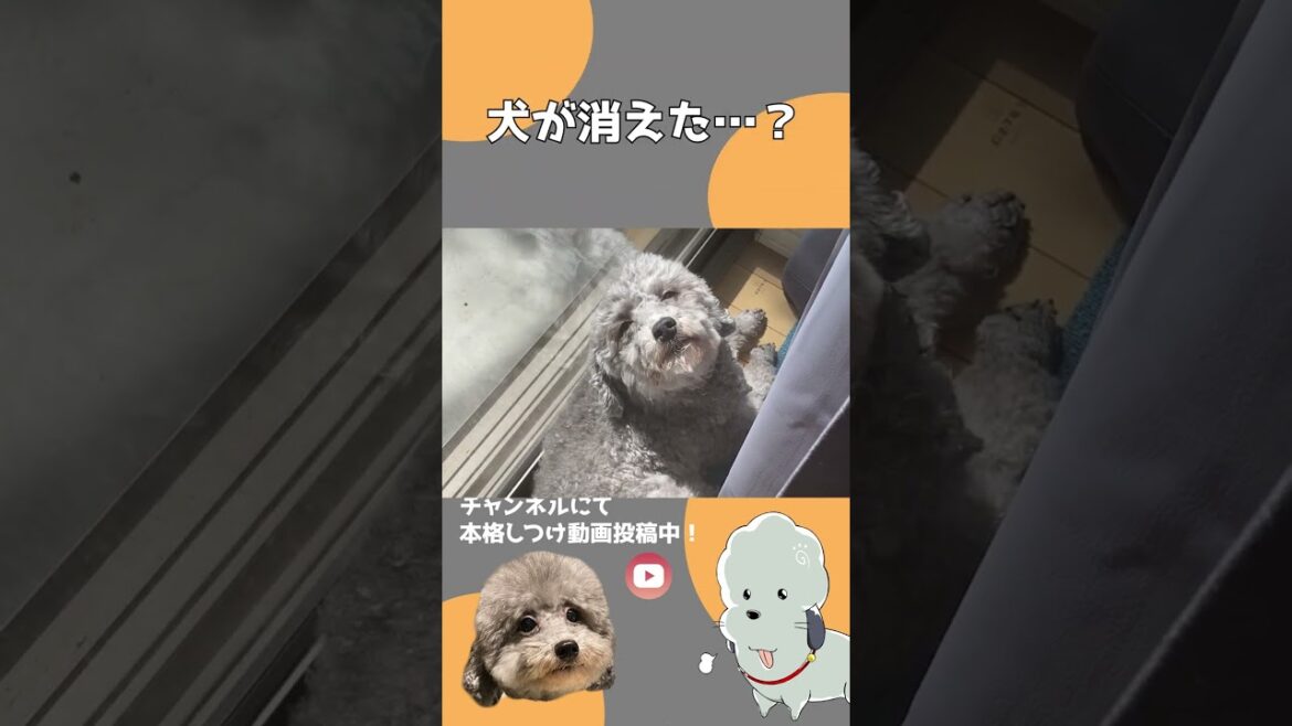 犬が消えた…？　#shorts #しつけ #トイプードル #ヨーキー
