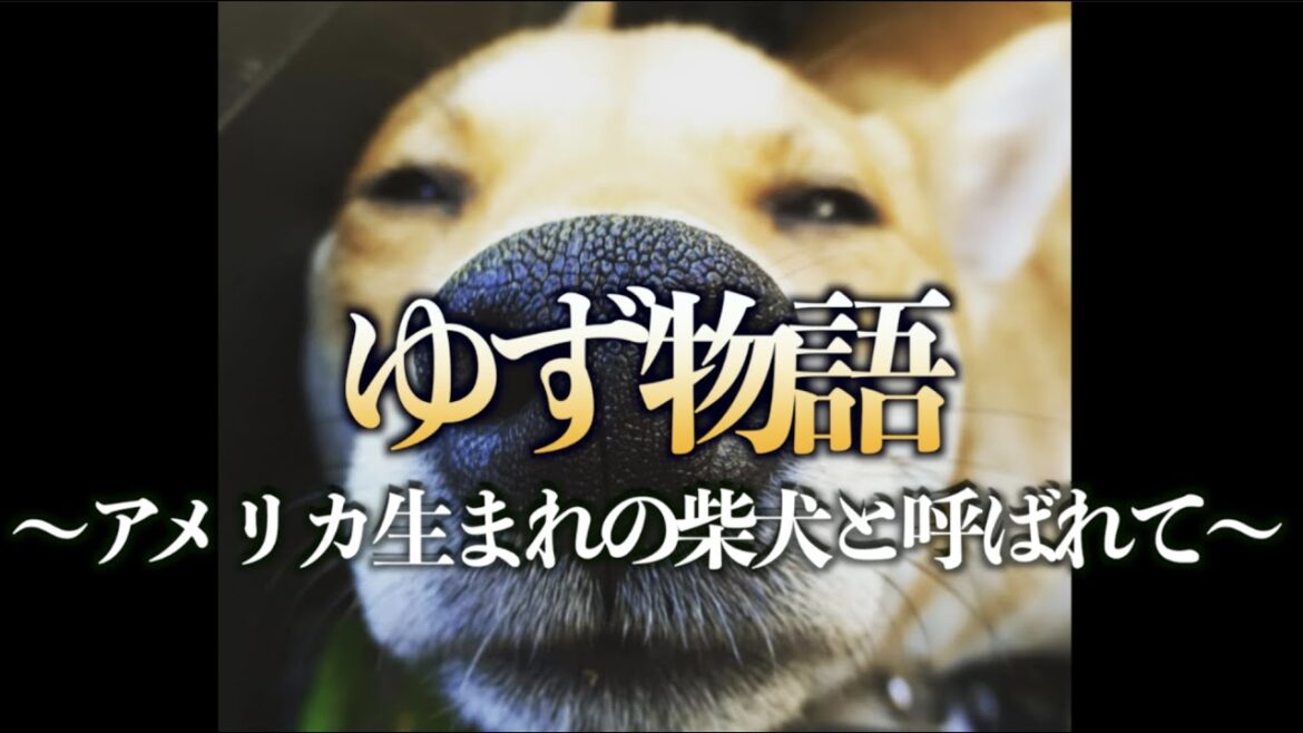 犬ドキュメント｜ゆず物語〜アメリカで生まれた柴犬と呼ばれて〜