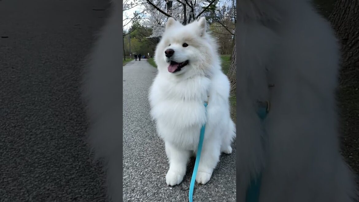 Ryder Photo Shoot Mode ON#trending #samoyed #ytshorts #viral #yt #shorts #viralvideo #status #reels Ryder Photo Shoot Mode ON#trending #samoyed #ytshorts #viral #yt #shorts #viralvideo #status #reels