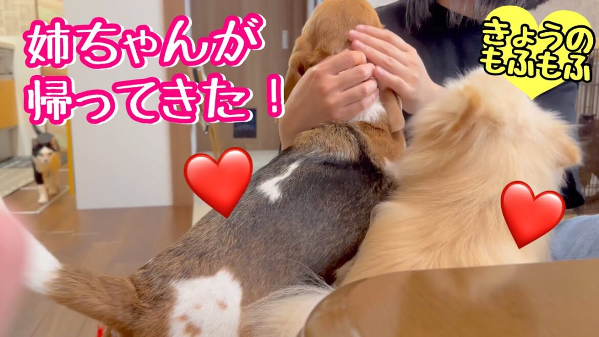 幼児＋犬と猫＝そりゃもう大騒ぎさw【ビーグルさつきとポメと猫】
