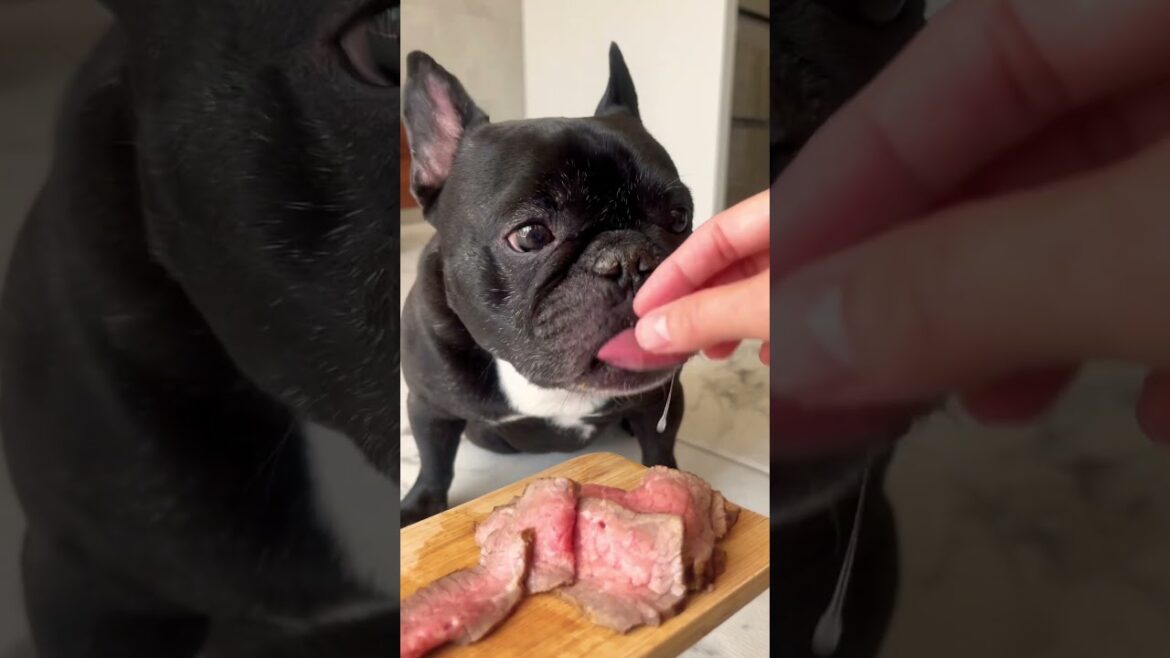 肉を前によだれが止まらない犬 #Shorts