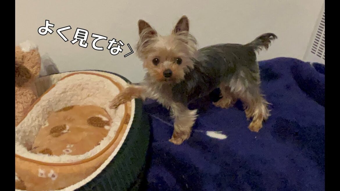 マウントが止まらないヨークシャテリア
