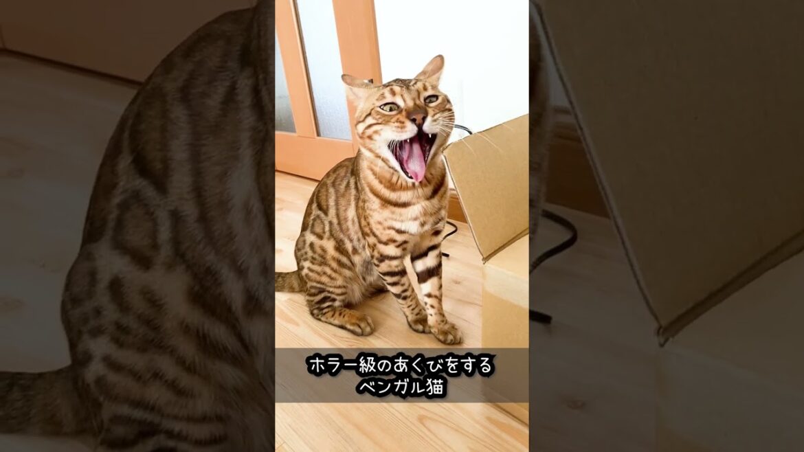 ホラー級のあくび をするベンガル猫 #shorts