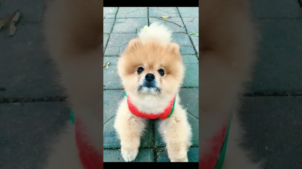 Cute, funny and adorable puppy short videos 2023